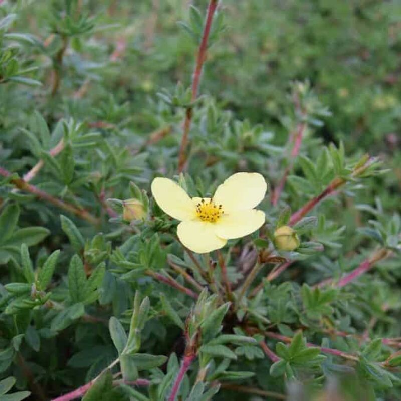 Potentilla fruticosa 'Katherine Dykes' 30-40 cm